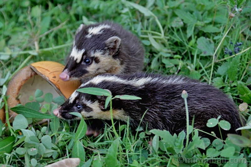 Illustration for article titled Monday Mustelid - Melogale orientalis Edition